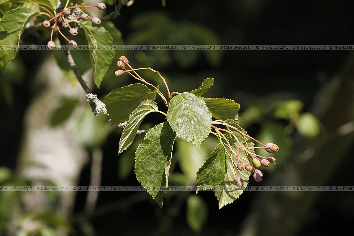 Sorbus alnifolia var macrophylla
