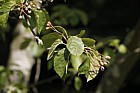Sorbus alnifolia var macrophylla