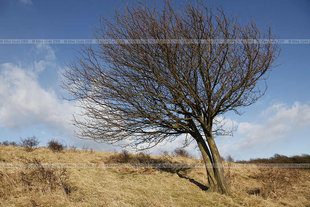 Sorbus aria Whitebeam