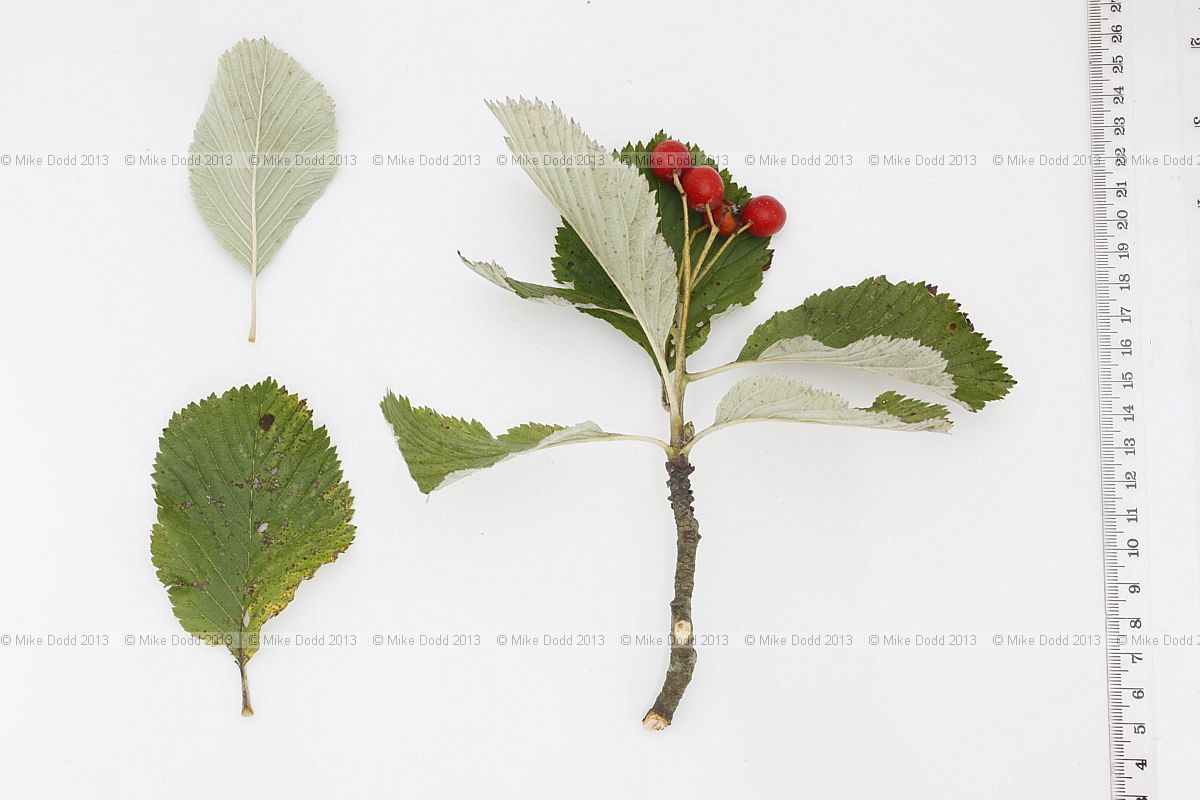 Sorbus aria Common Whitebeam
