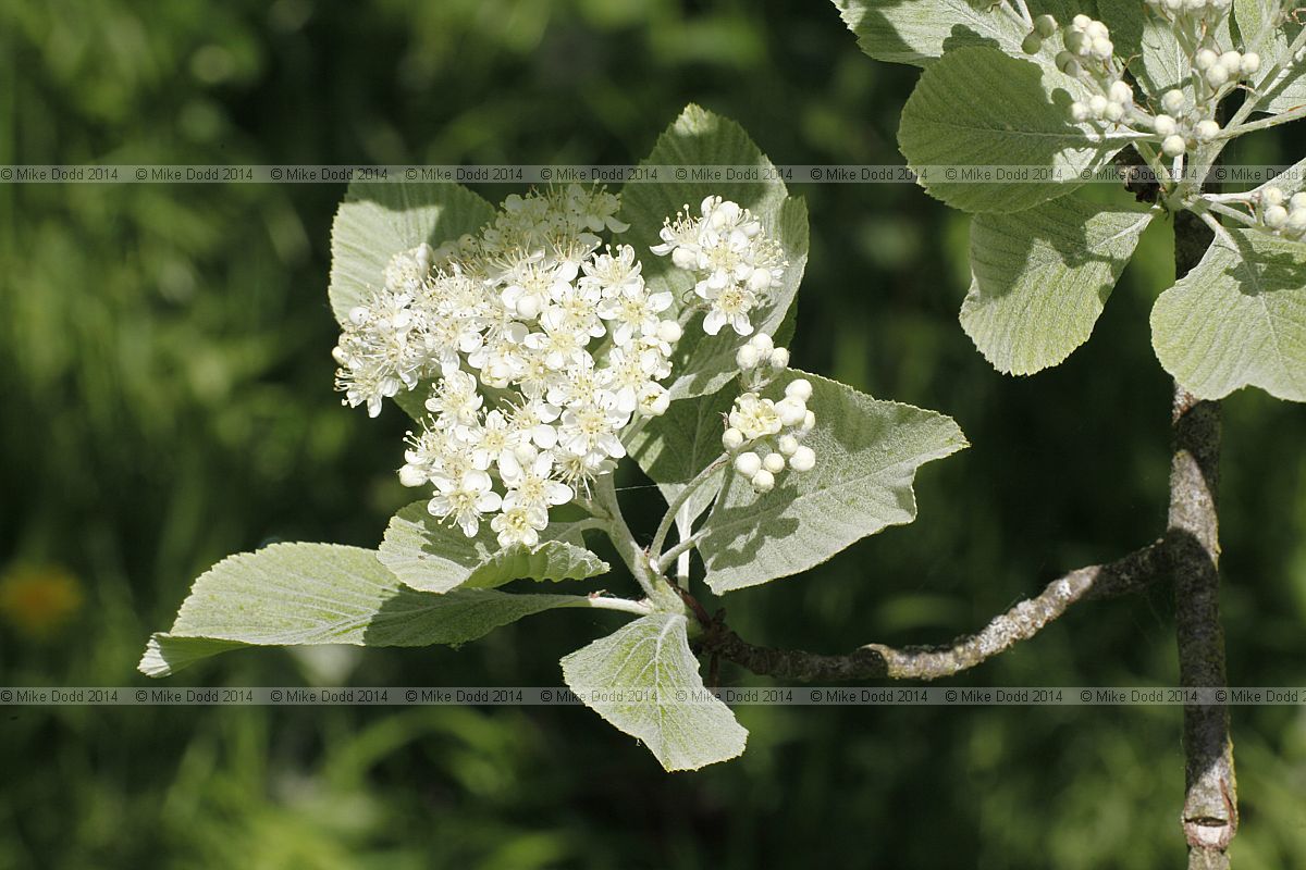 Sorbus aria 'Lutescens'  Whitebeam 'Lutescens'