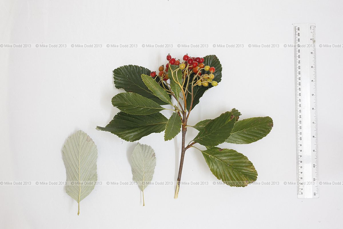 Sorbus aria 'Majestica' (?)