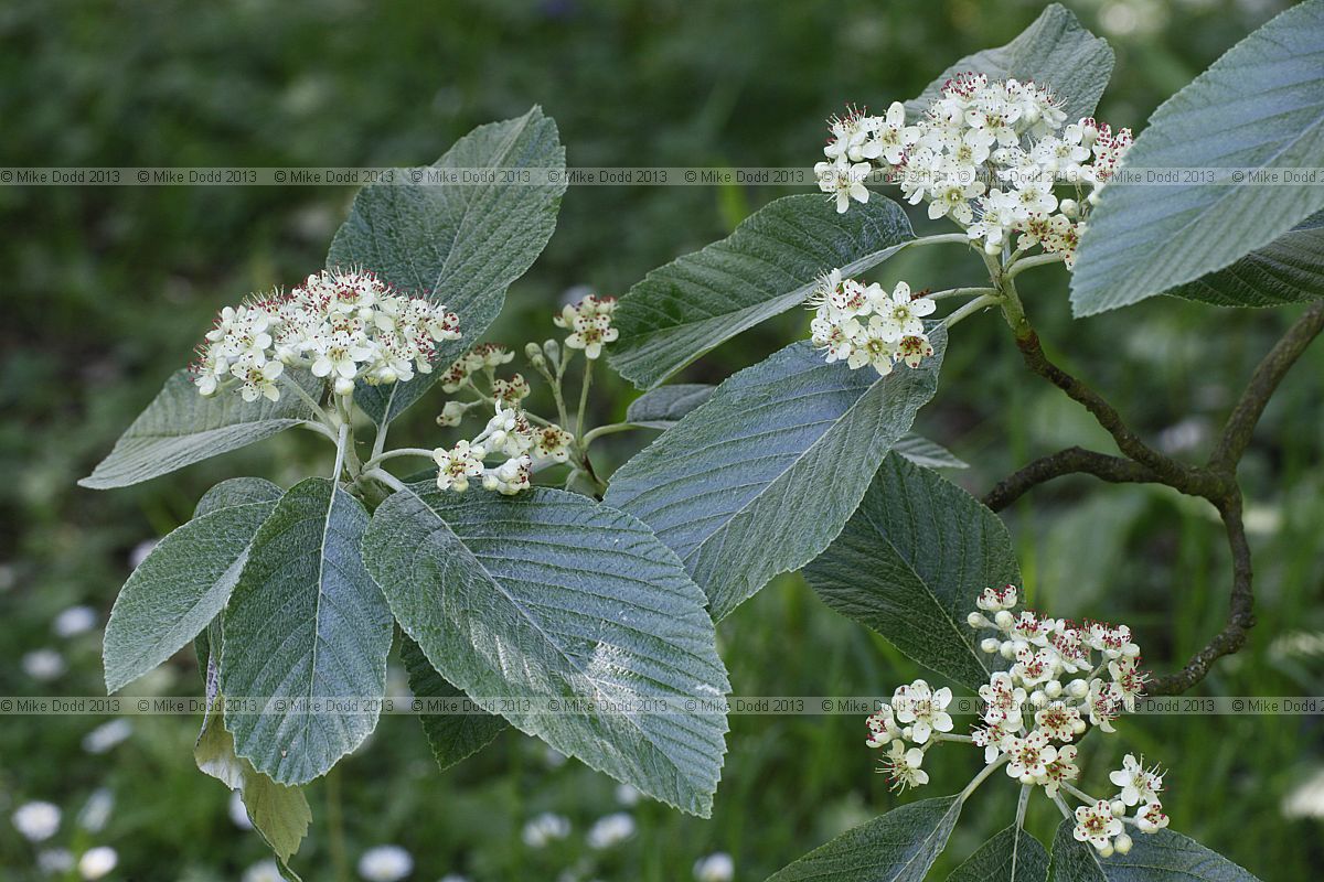 Sorbus aria 'Majestica' Whitebeam