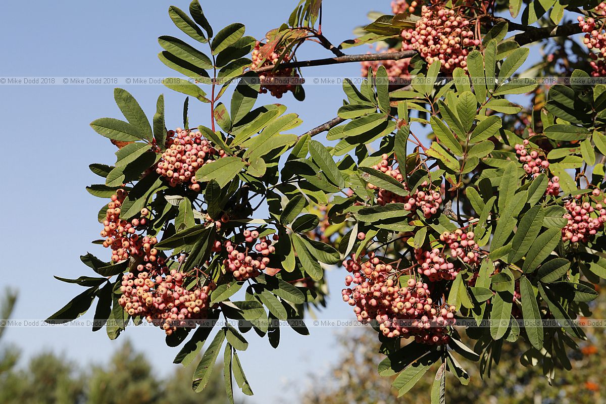 Sorbus 'Bellona'