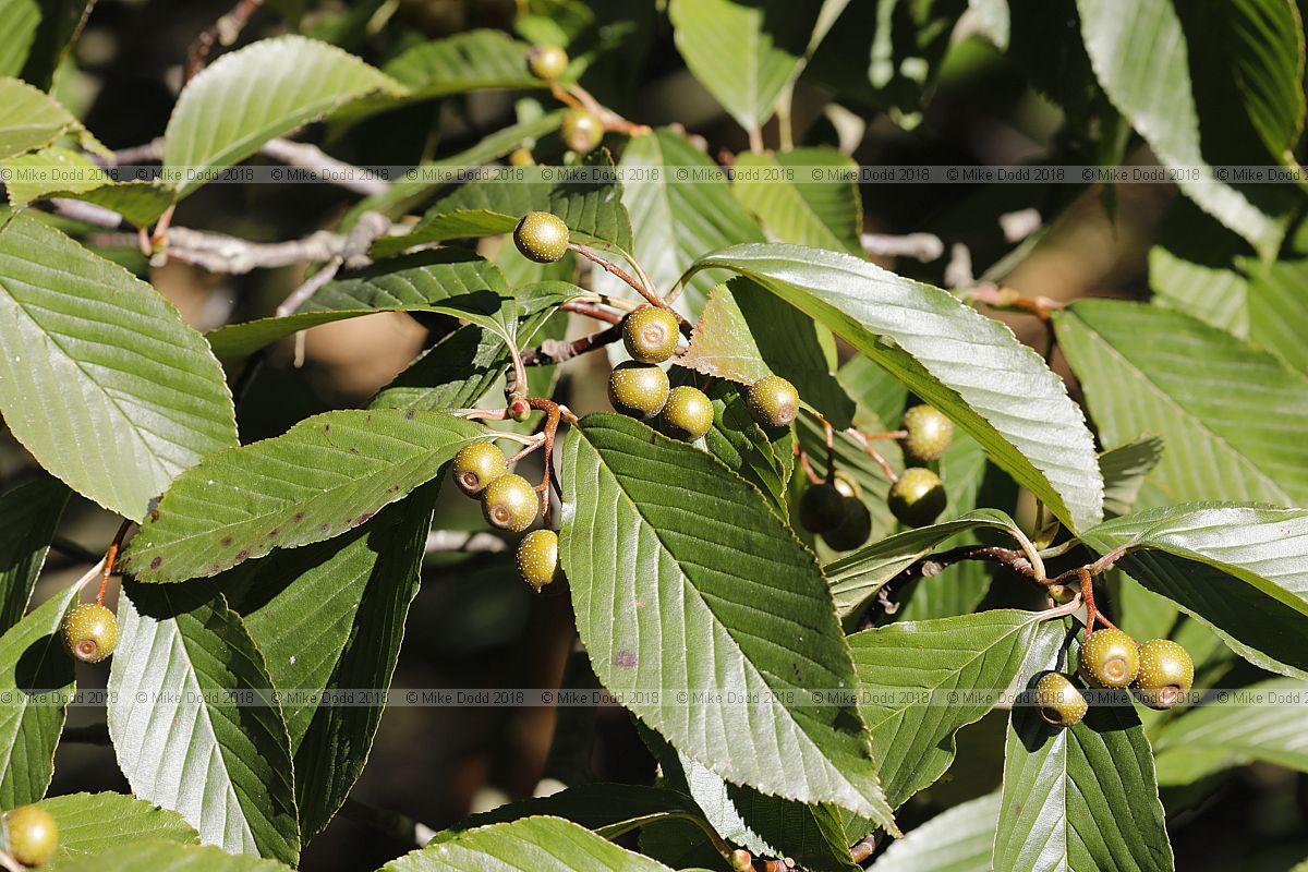 Sorbus caloneura