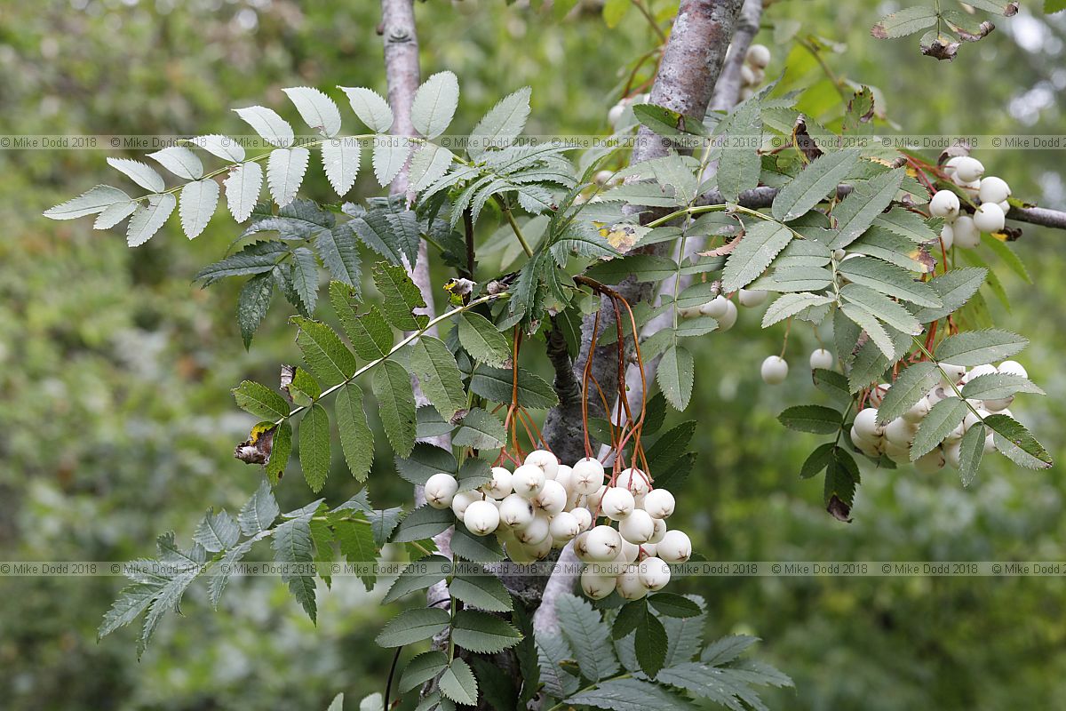 Sorbus cashmiriana Kashmir rowan
