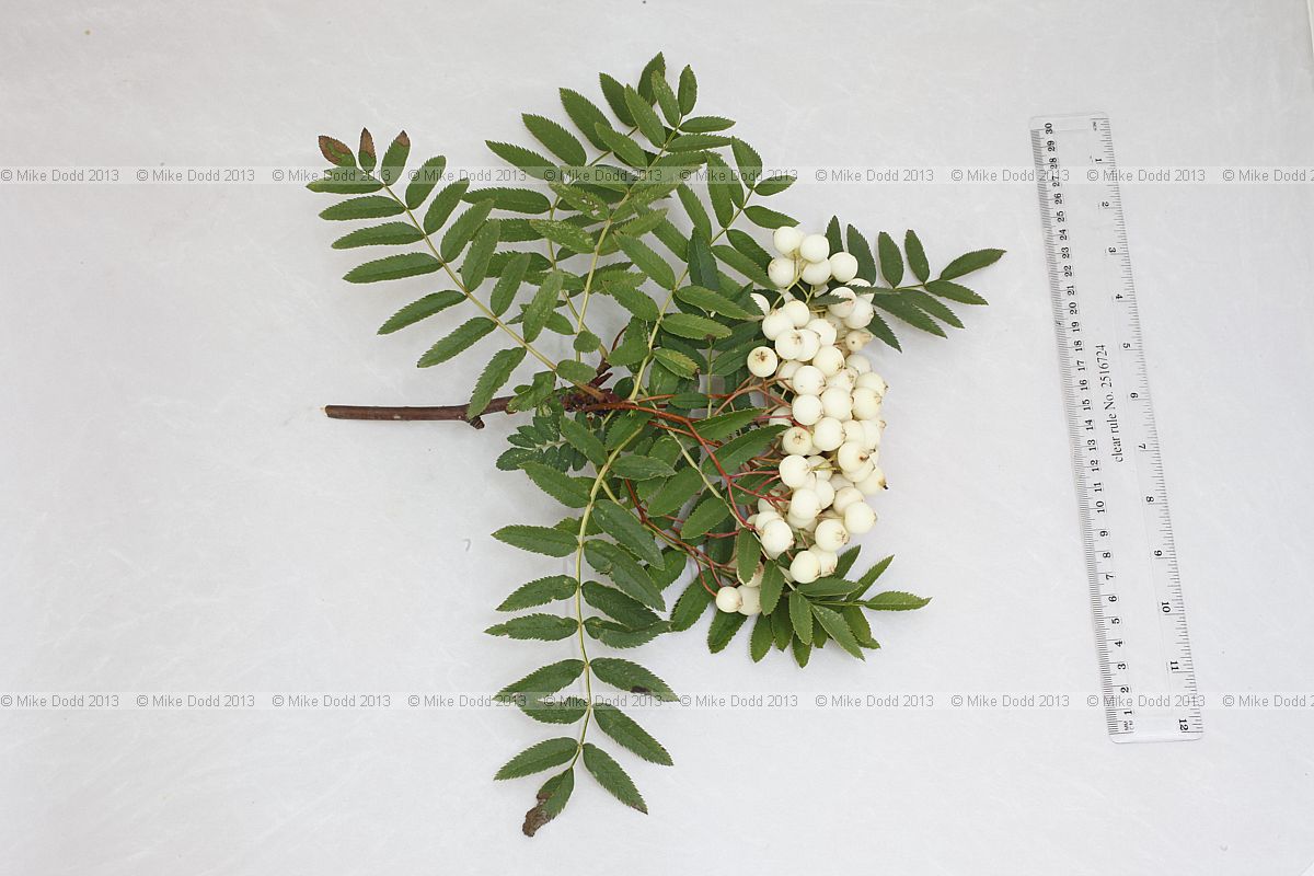 Sorbus cashmiriana Kashmir Rowan (?)