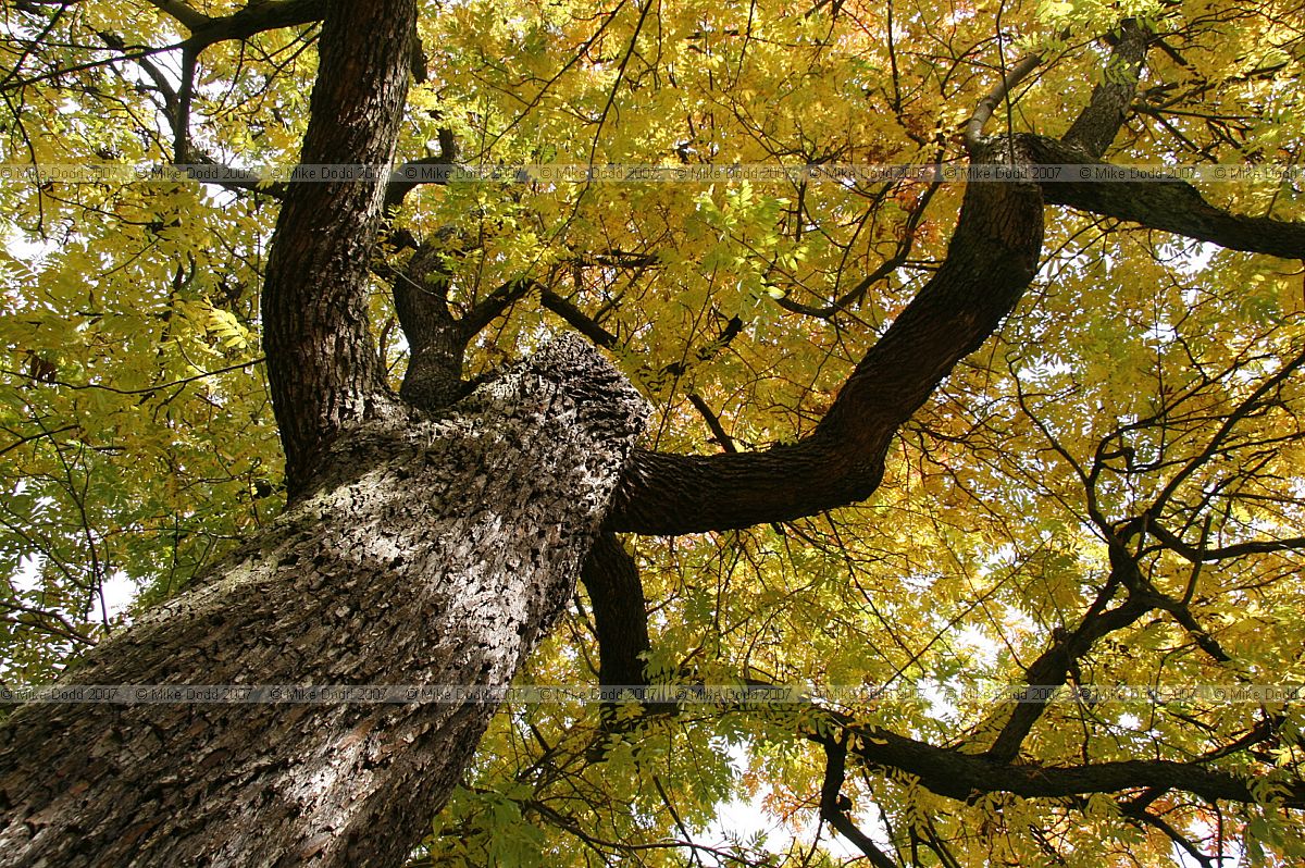 Sorbus domestica form pyrifera