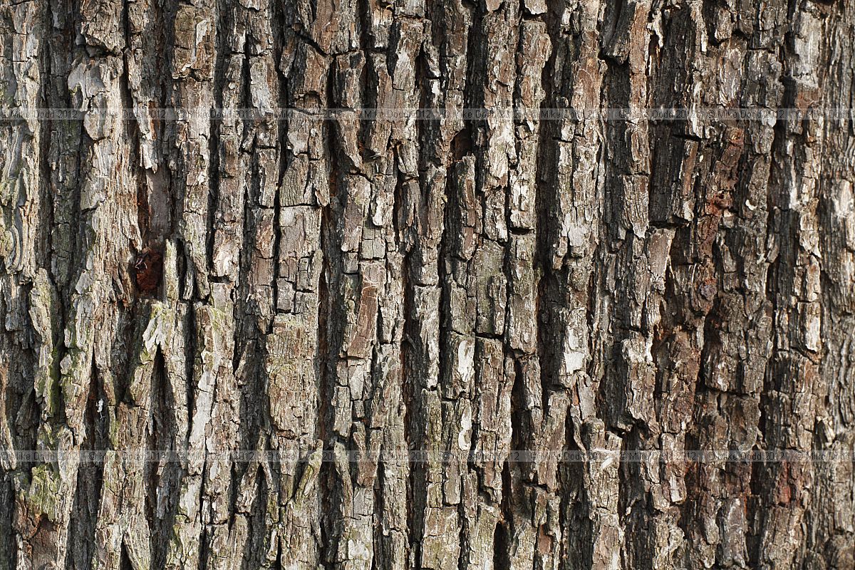 Sorbus domestica form pyrifera Service Tree