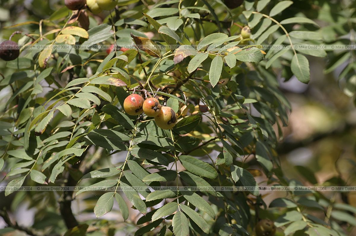 Sorbus domestica at Kew labelled as var maliformis but may in fact be pyriformis.  Out of 4 mature trees at Kew none seem to be var maliformis as they do not have the apple like fruit.