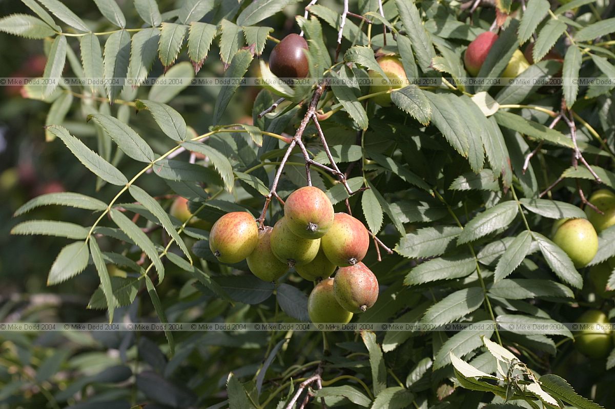 Sorbus domestica form pyriformis Service Tree