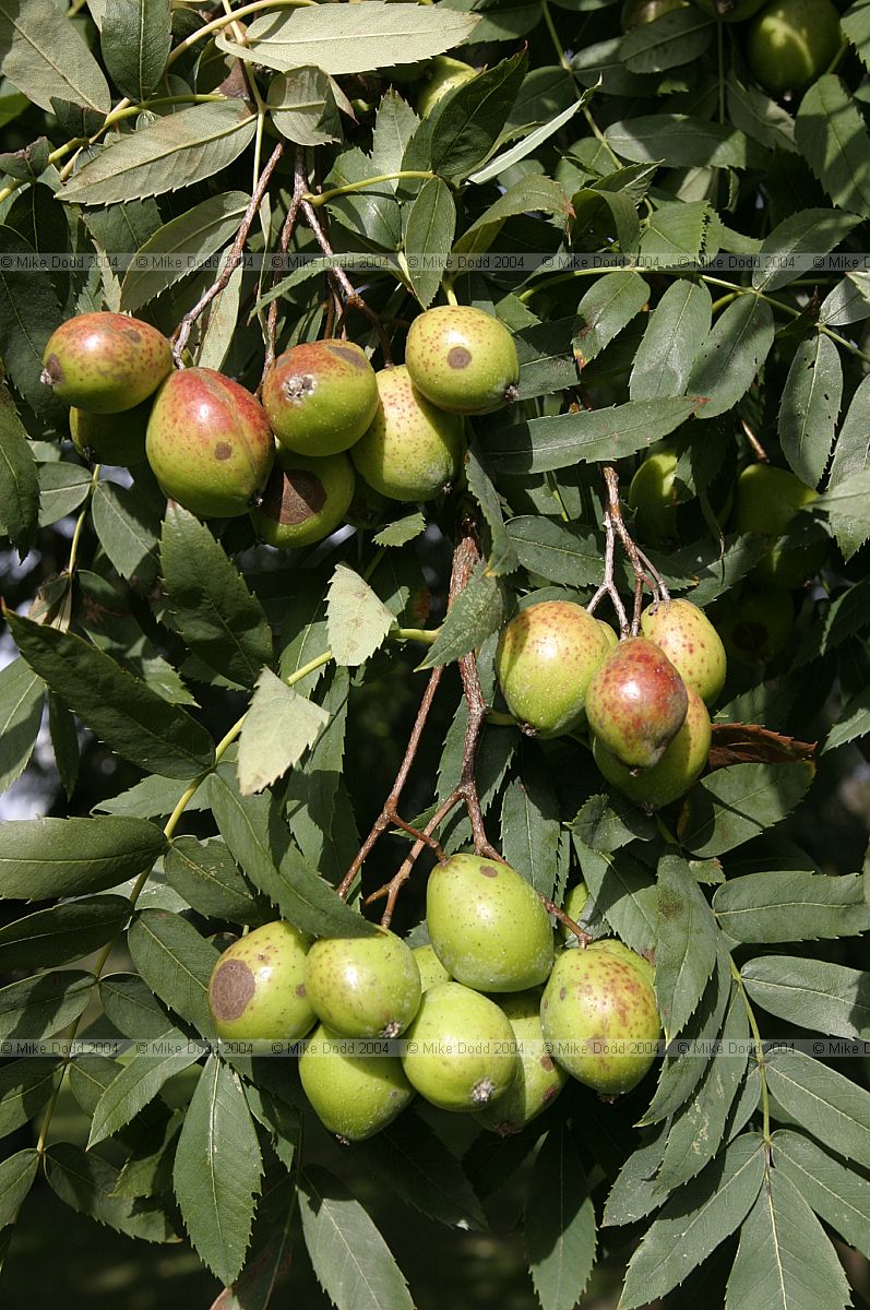 Sorbus domestica form pyriformis Service Tree