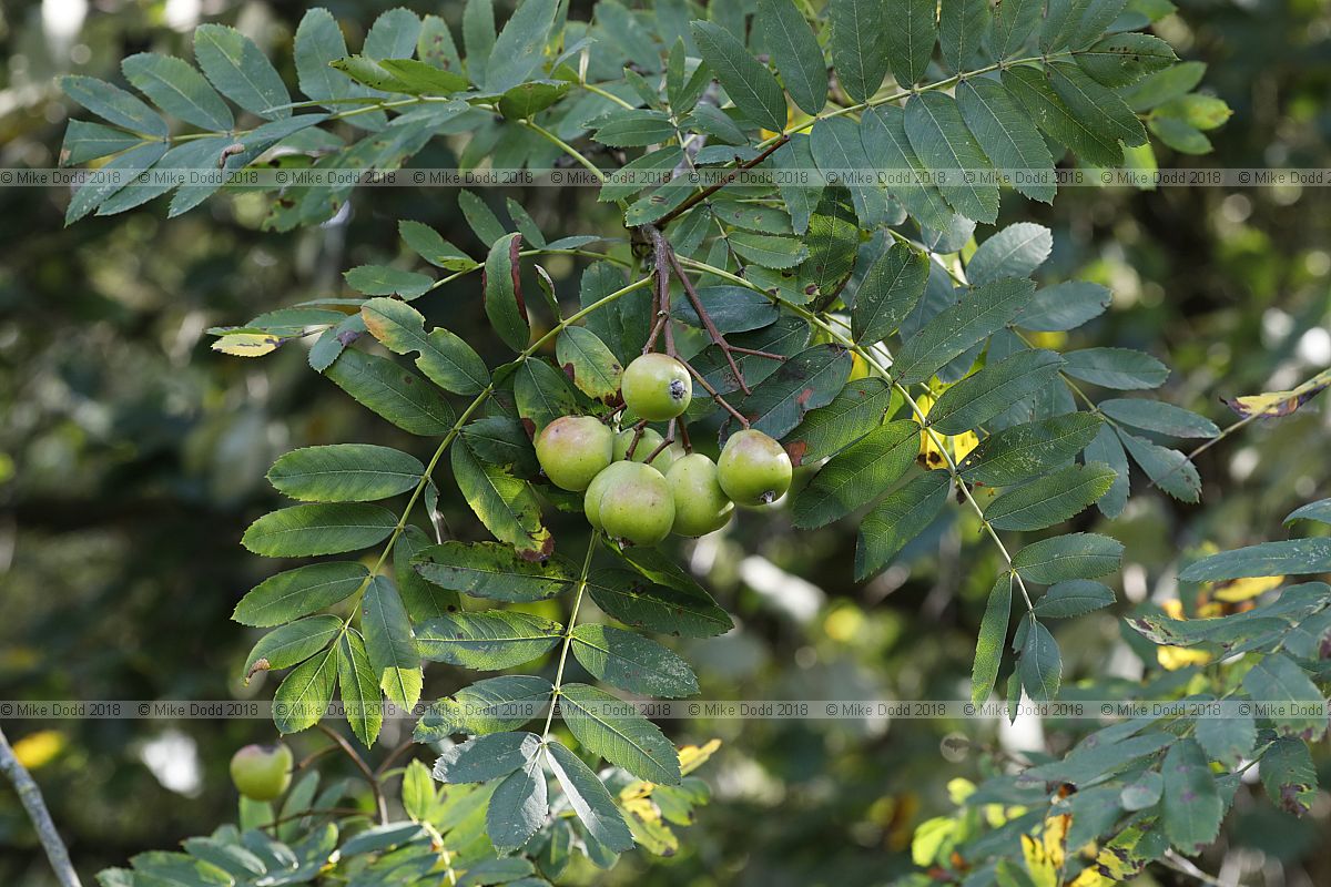 Sorbus domestica f. pyrifera