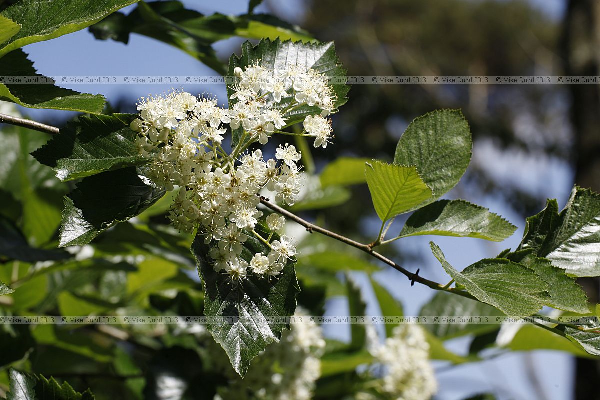 Sorbus eminens Round-leaved whitebeam