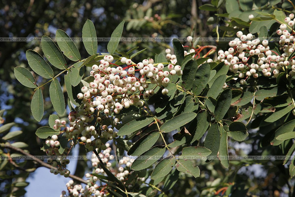 Sorbus glabrescens Hubei Rowan