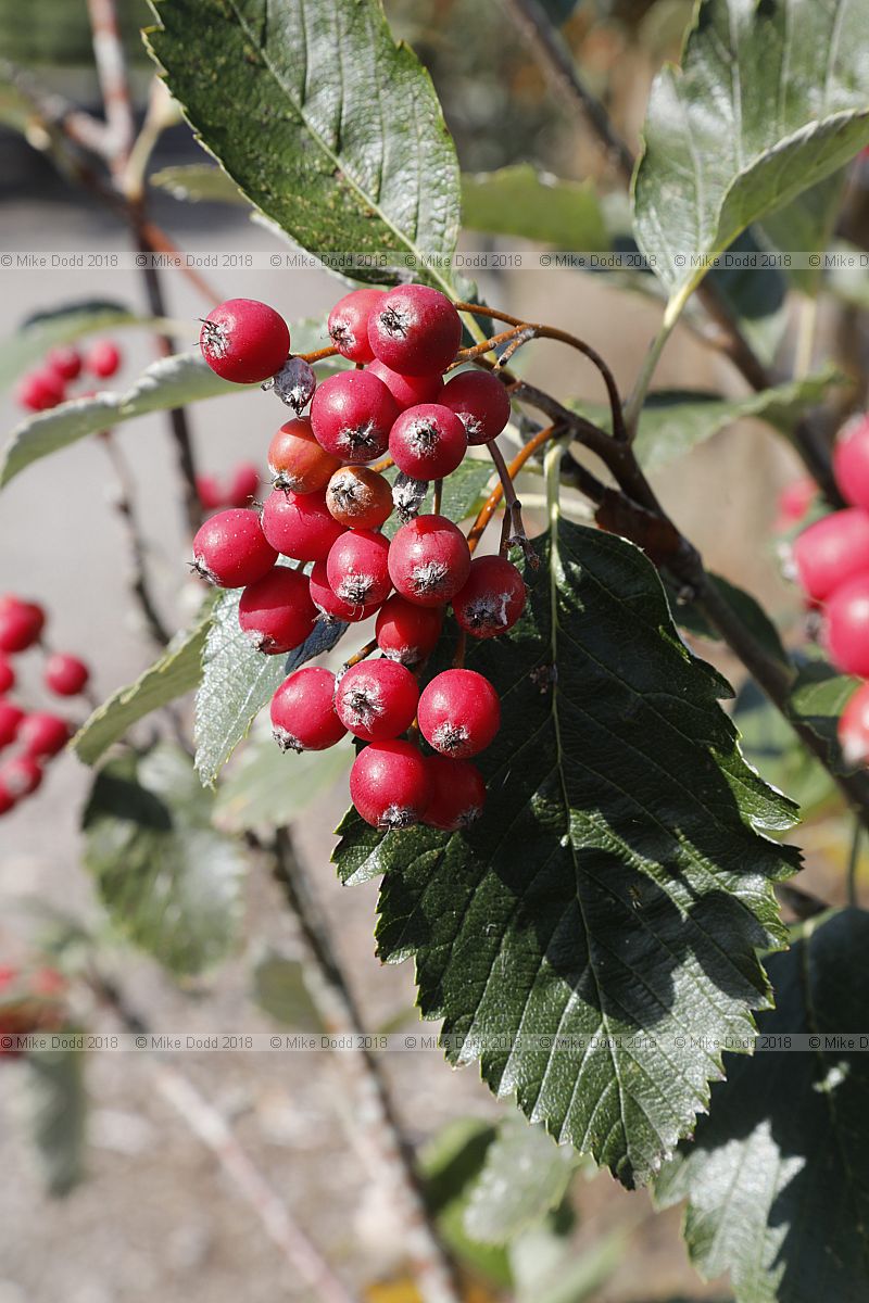 Sorbus hazslinszkyana