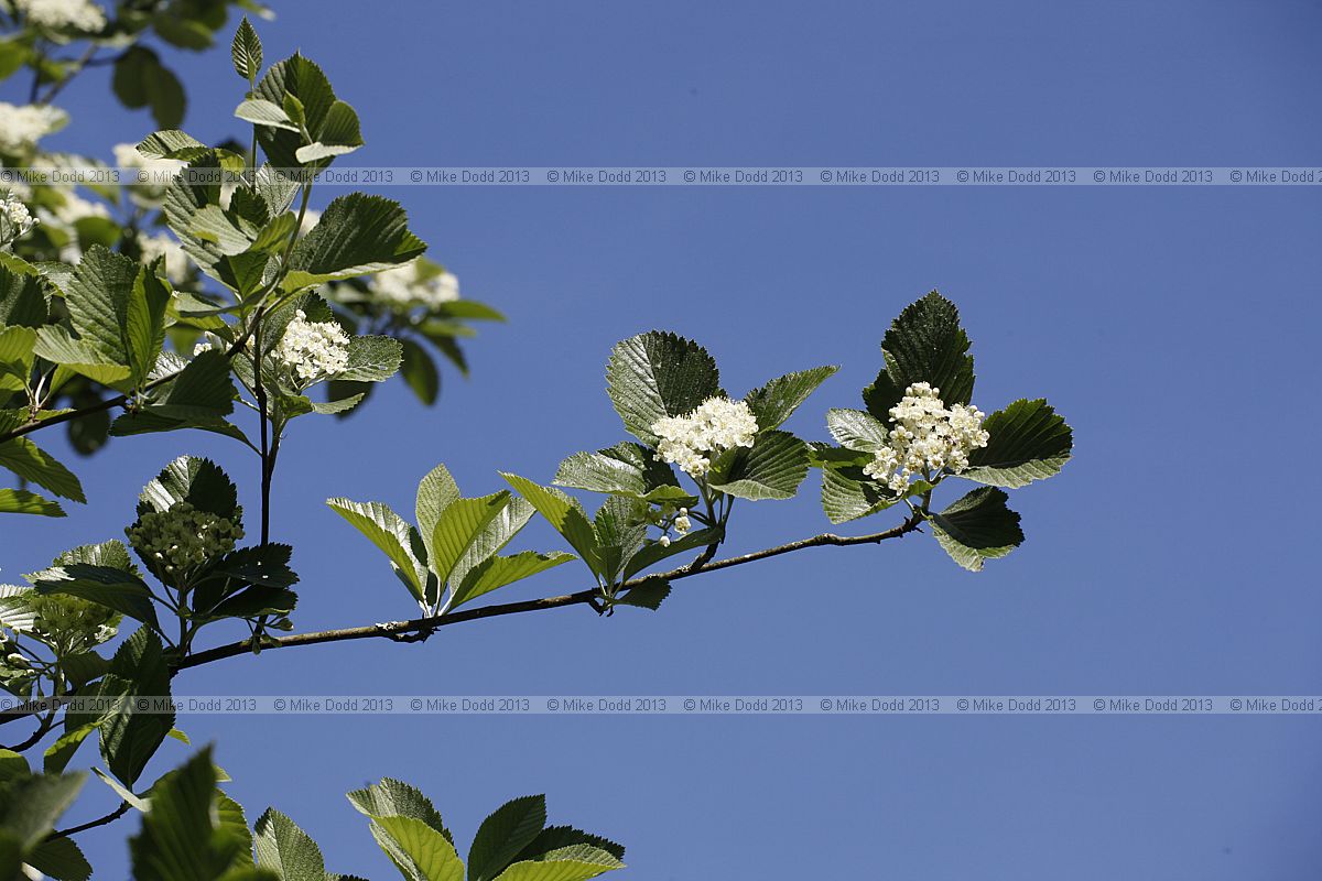 Sorbus hibernica Irish Whitebeam