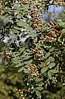Sorbus huphensis Chinese Mountain Ash
