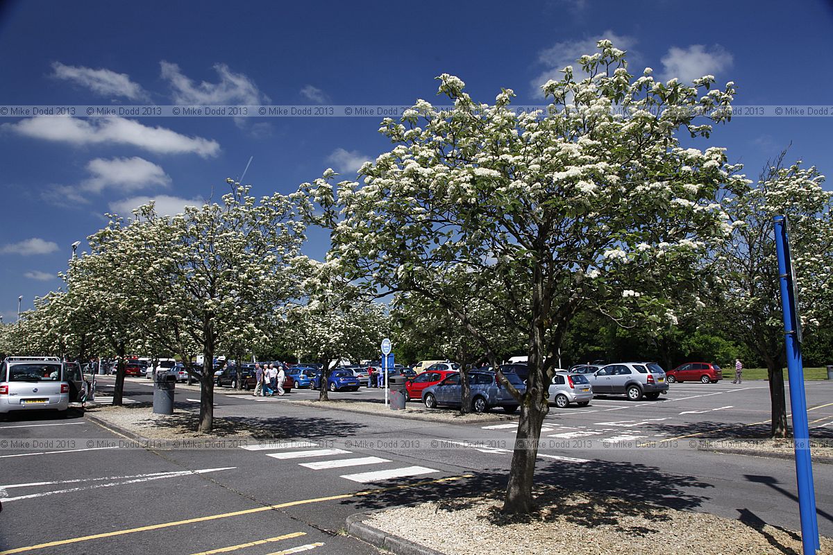 Sorbus intermedia Swedish Whitebeam