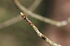 Sorbus intermedia Swedish whitebeam
