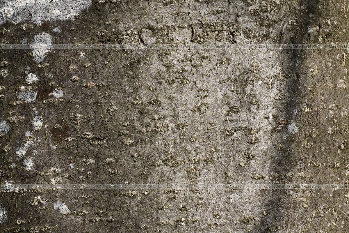 Sorbus intermedia Swedish whitebeam