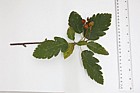 Sorbus intermedia Swedish Whitebeam (?)