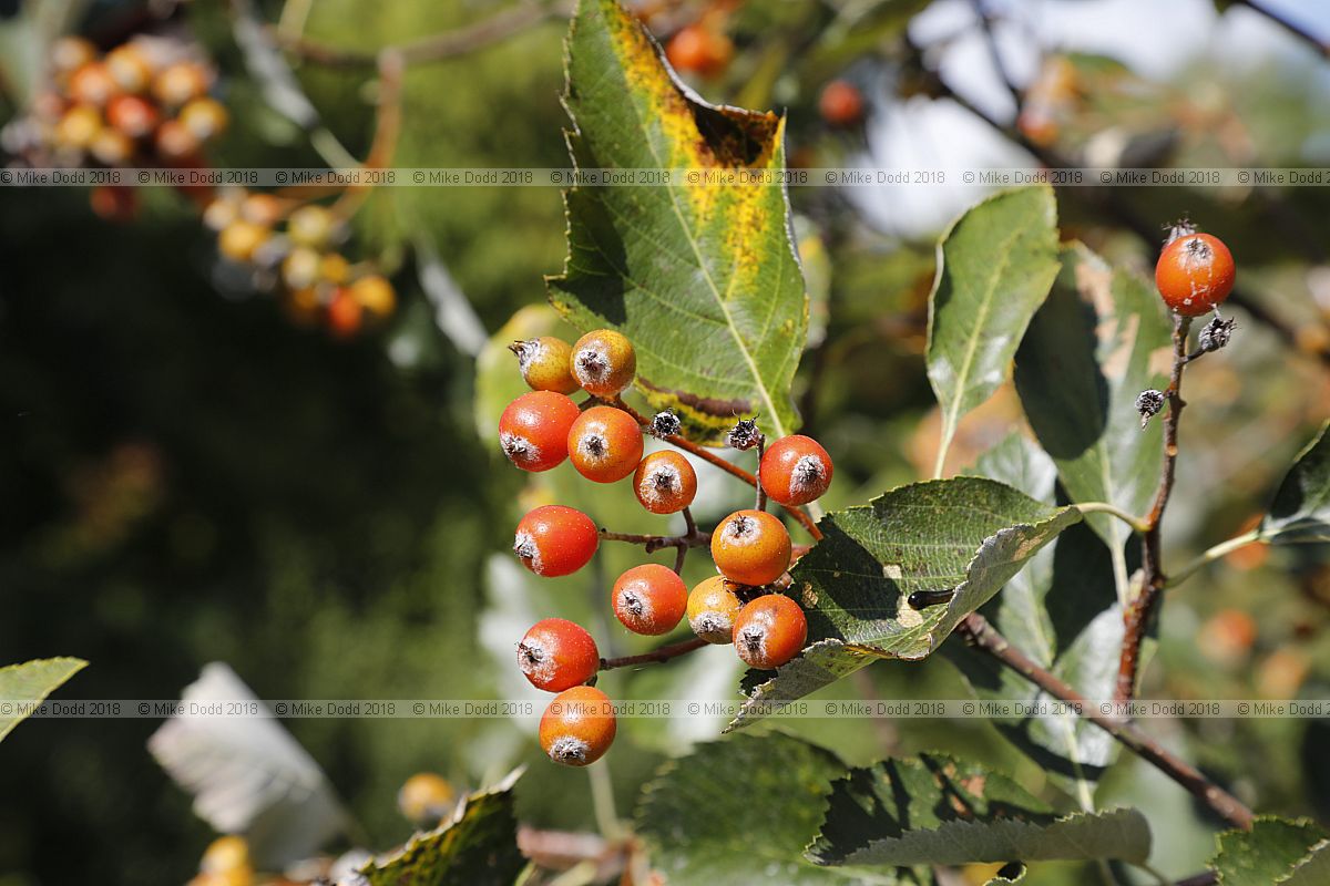 Sorbus karpatii