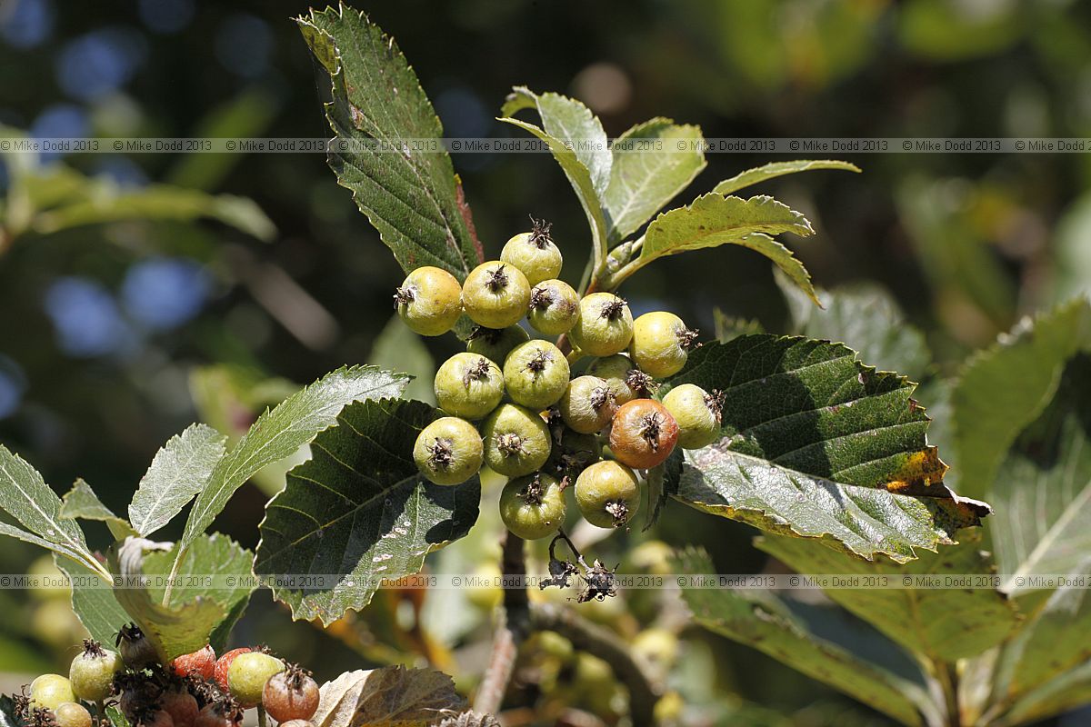 Sorbus lancastriensis