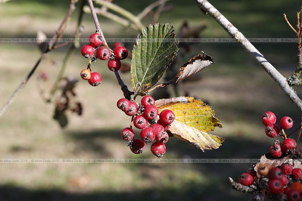 Sorbus lancastriensis Lancastrian whitebeam