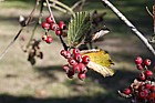 Sorbus lancastriensis Lancastrian whitebeam