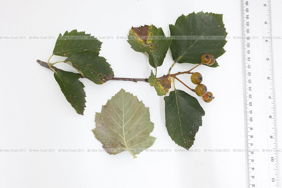 Sorbus latifolia Service Tree of Fontainebleau