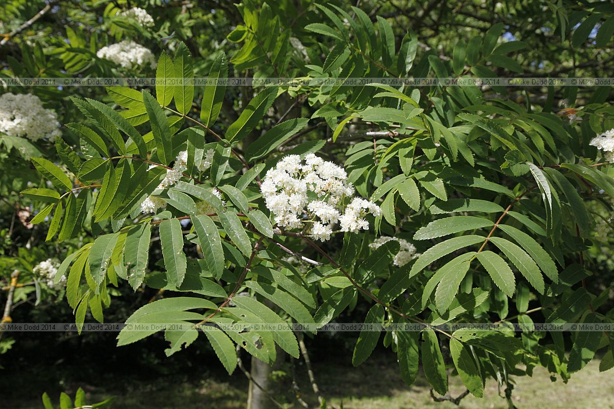Sorbus 'Lombart's Golden Wonder'