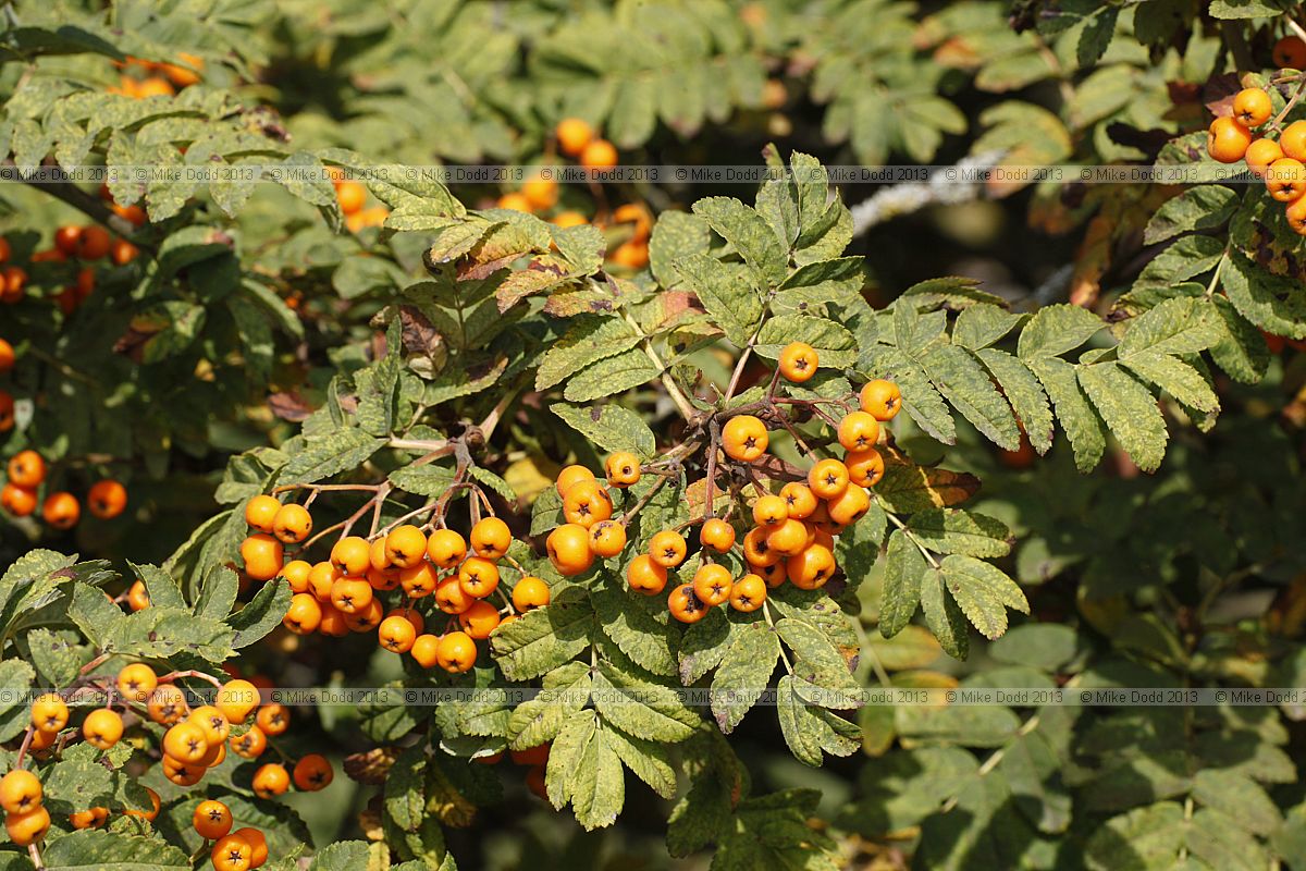 Sorbus maderensis Madeira Mountain Ash