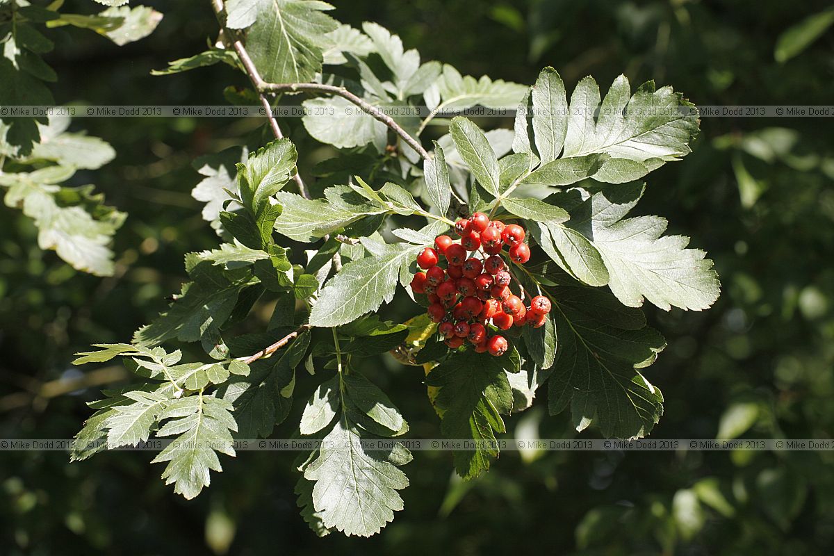 Sorbus meinichii