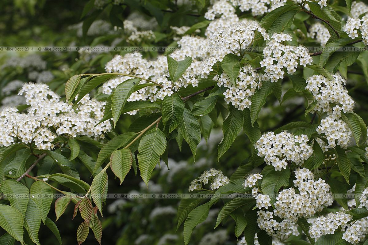 Sorbus meliosmifolia in full flower