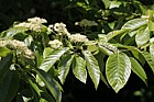 Sorbus pallescens Whitebeam