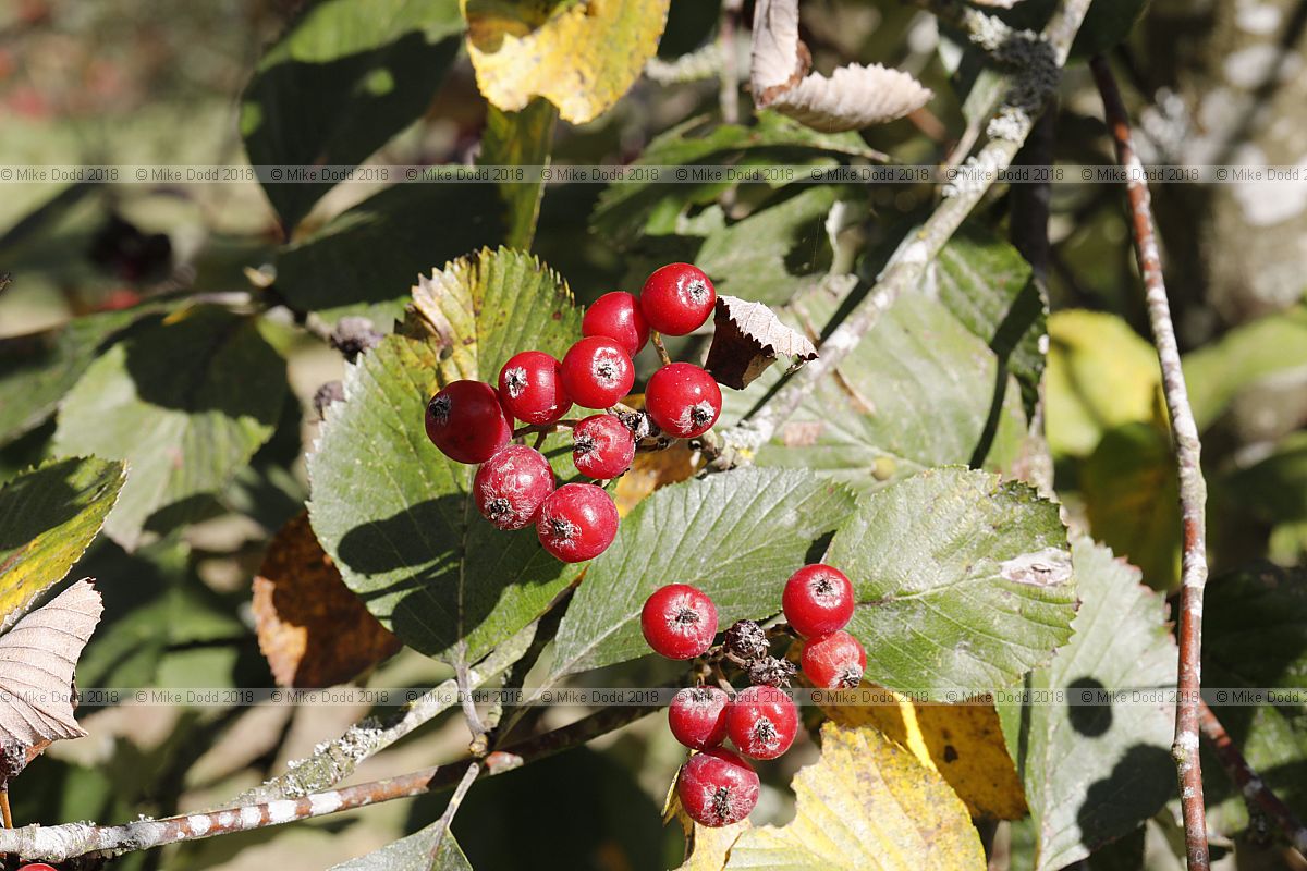 Sorbus porrigentiformis Grey-leaved Whitebeam