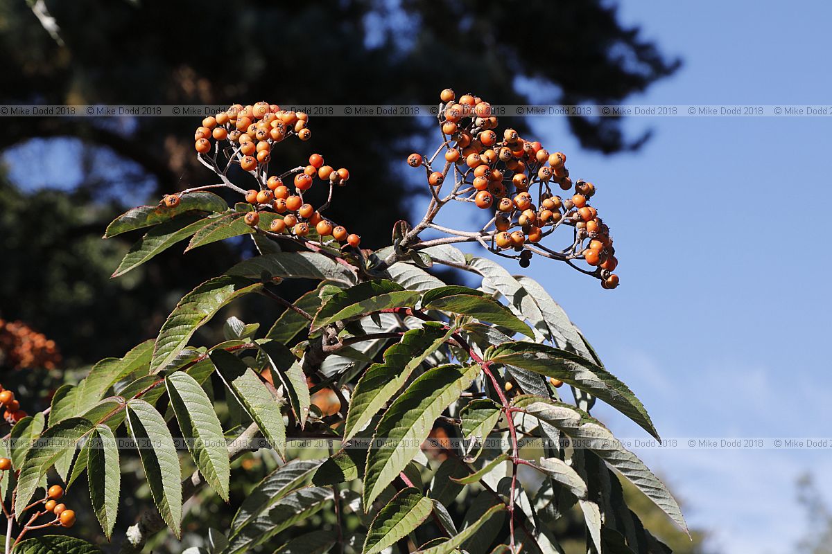 Sorbus rehderiana