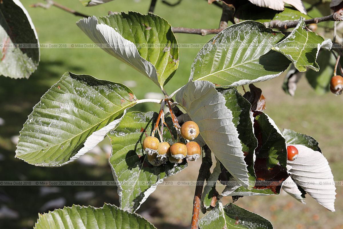 Sorbus thibetica 'John Mitchell'