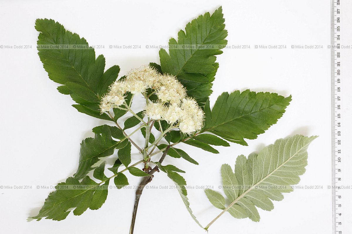 Sorbus thuringiaca 'Fastigiata' Bastard service