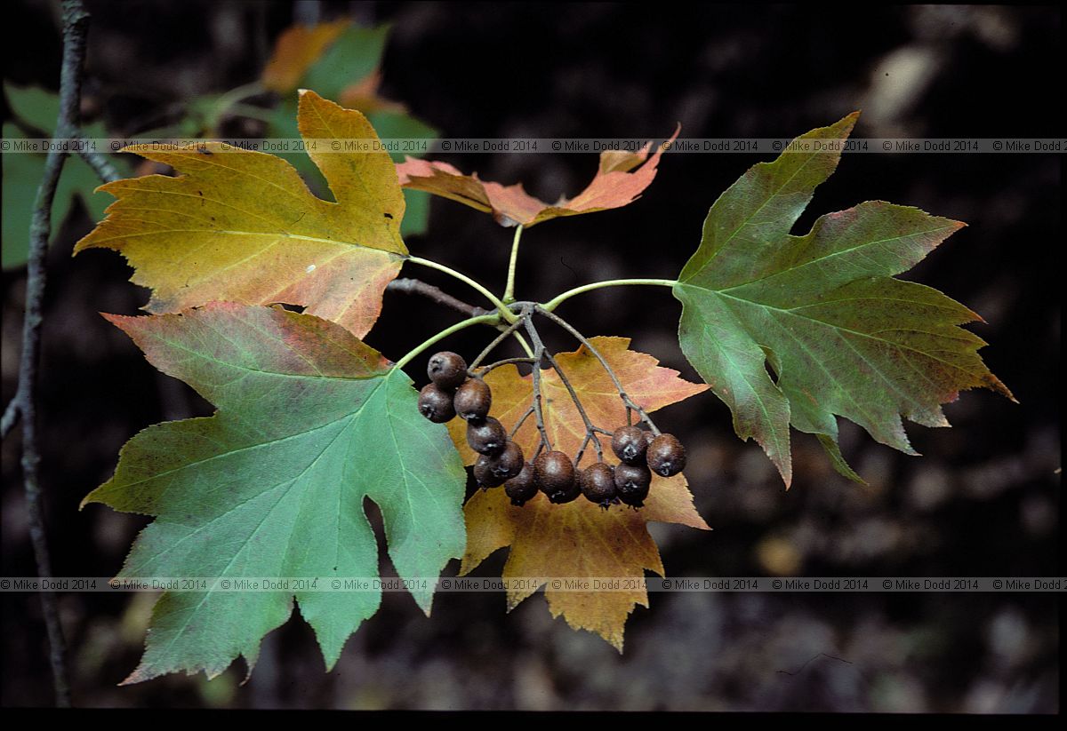 Sorbus torminalis Wild Service tree