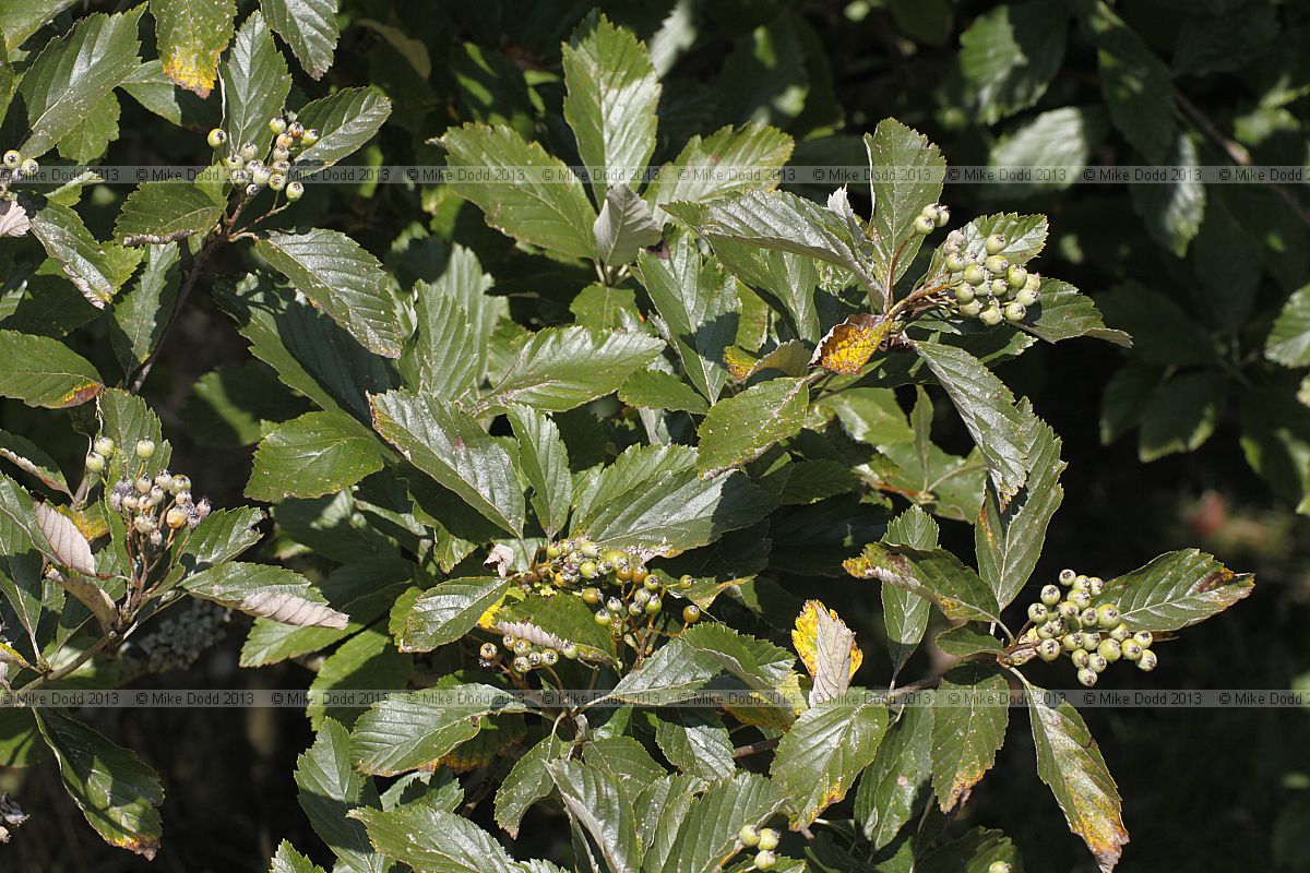Sorbus wilmottiana