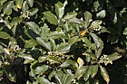 Sorbus wilmottiana