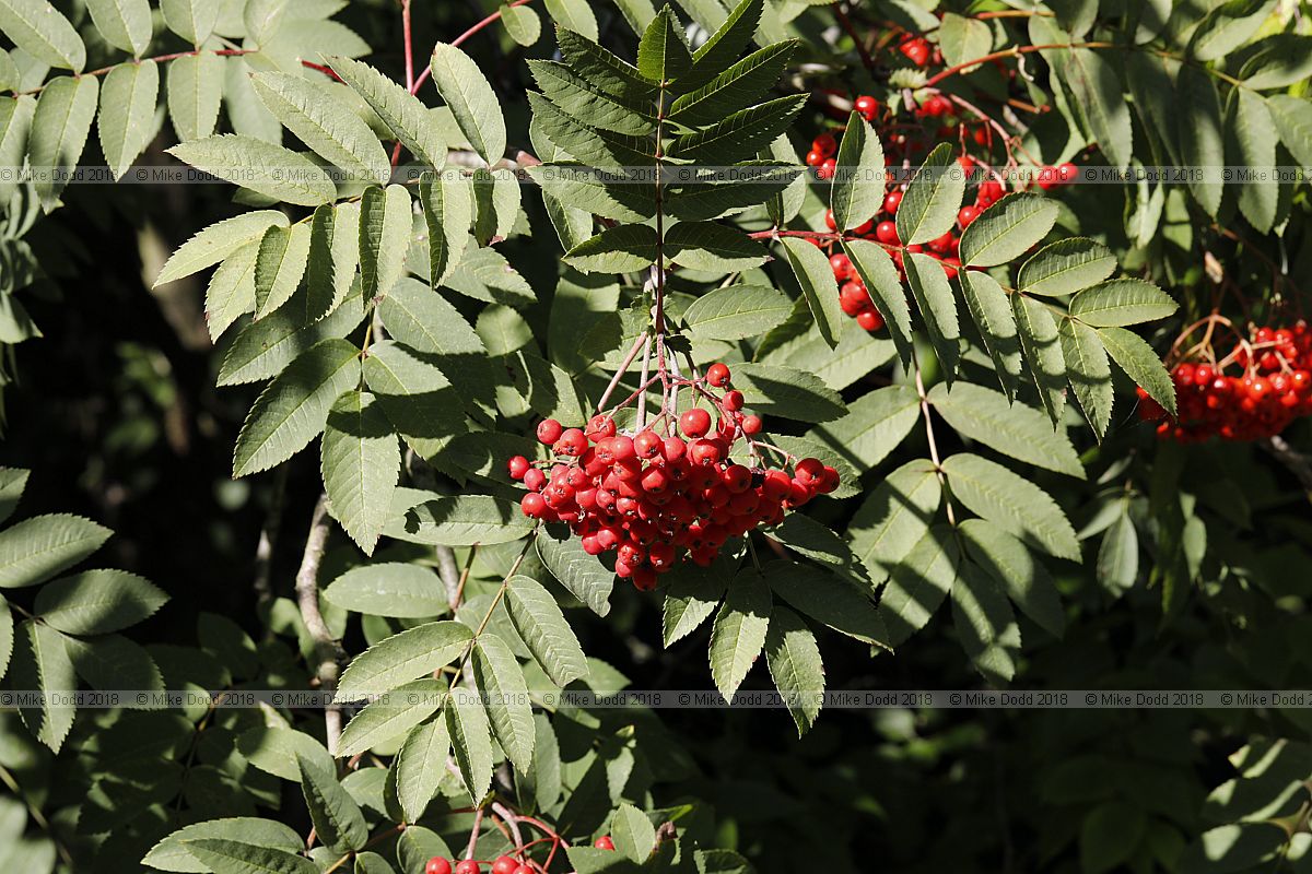 Sorbus x kewensis