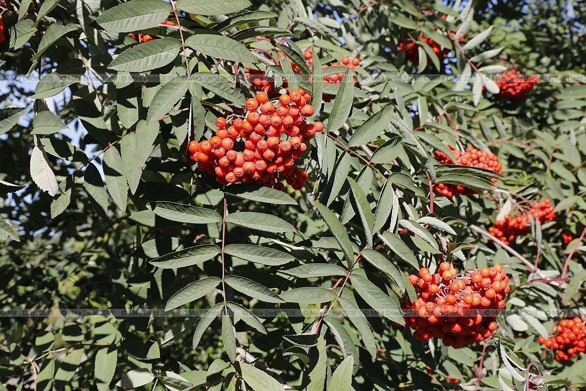 Sorbus x kewensis