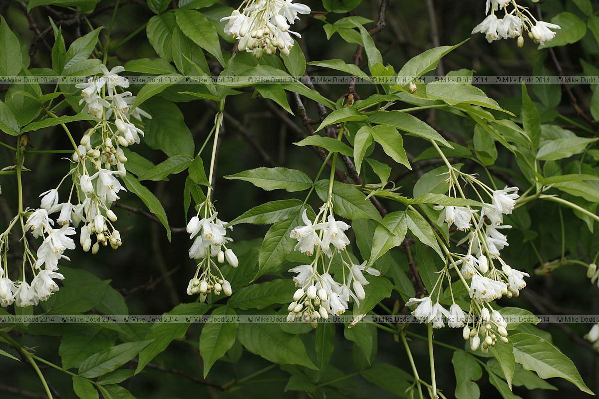 Staphylea x coulombieri