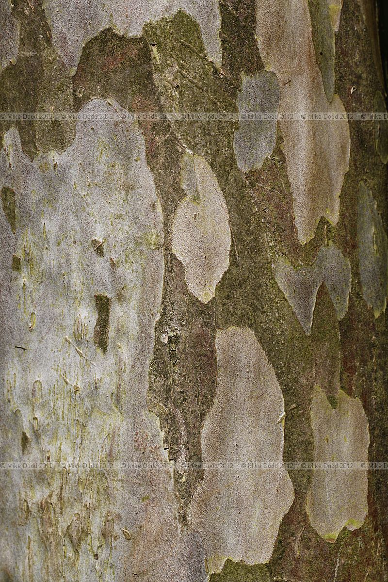 Stewartia pseudocamellia