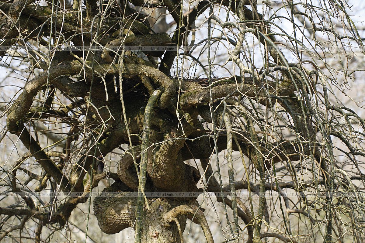 Styphnolobium japonicum 'Pendulum'