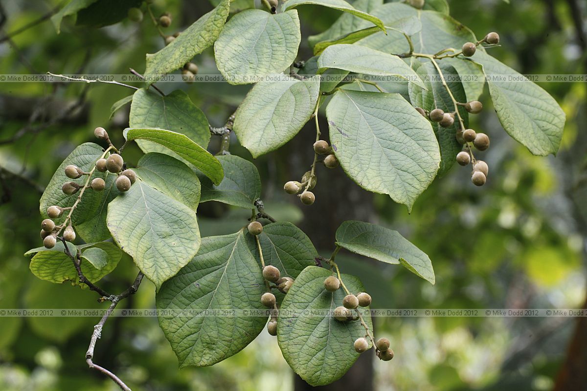 Styrax hemsleyana Hemsley's Storax