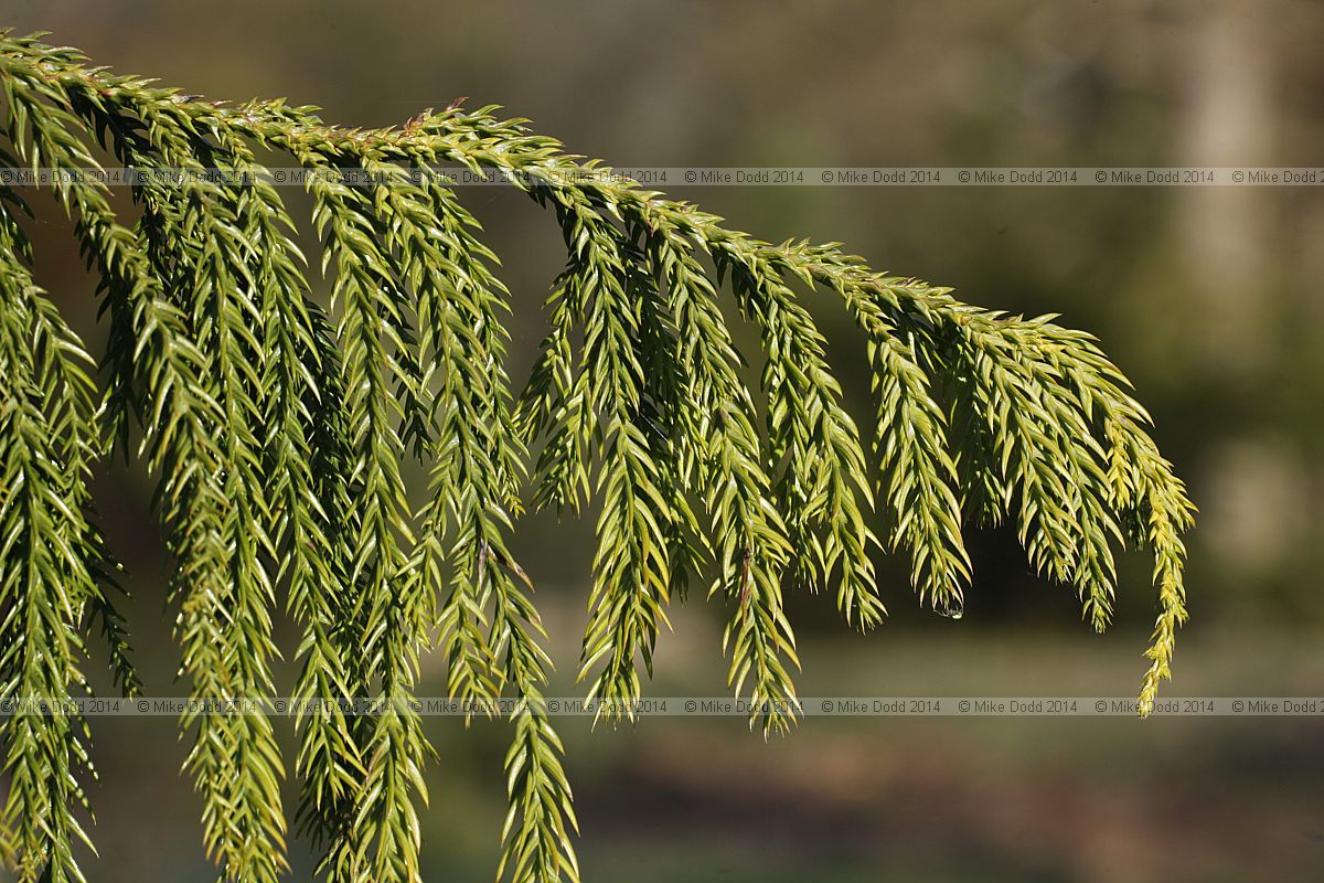 Taiwania cryptomerioides